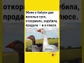 🤣🤣🤣 #шуточное