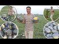 Chandan Bhaiya Ke Hath इतना सारा तरबूज 😍🍉 || Village Farming Vlog || AYUSH KUMAR GUPTA VLOG 😍