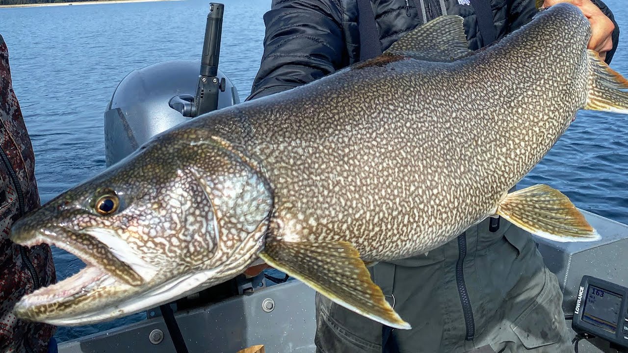 U.S. fisher's lake trout catch poses challenge to record set in