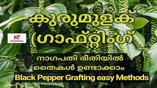 കുരുമുളക്‌ (ഗാഫ്റ്റ് ചെയ്യാനുള്ള പ്രധാന രീതികൾ | തൈകൾ ഉണ്ടാക്കാം Grafting Methods Black Pepper