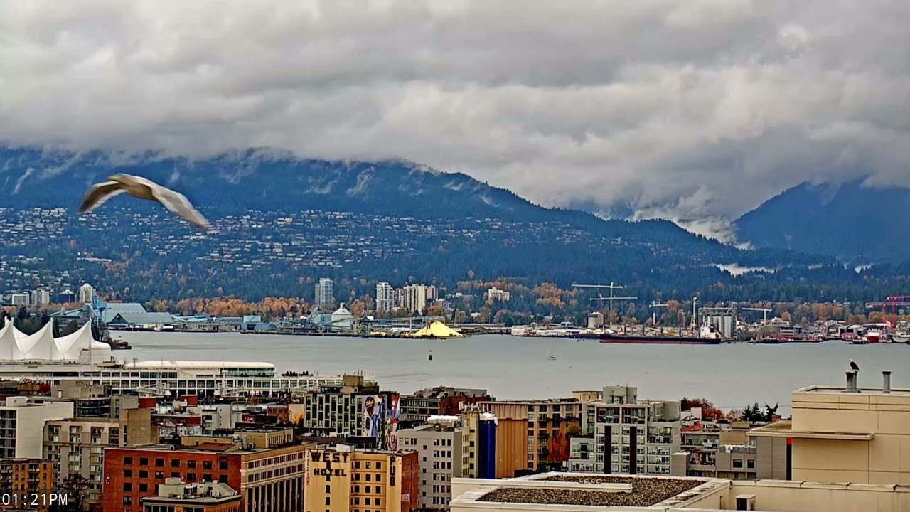 Eagle Patrol with Dramatic Skies  | Bald Eagle Watching Busy Vancouver Harbour Below