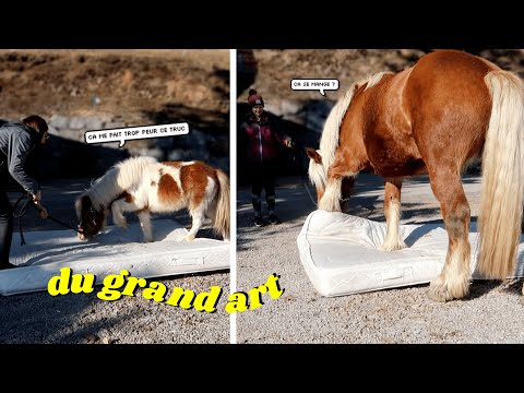 Vidéo: Qu'est-ce qui cause le sac rouge chez les juments?