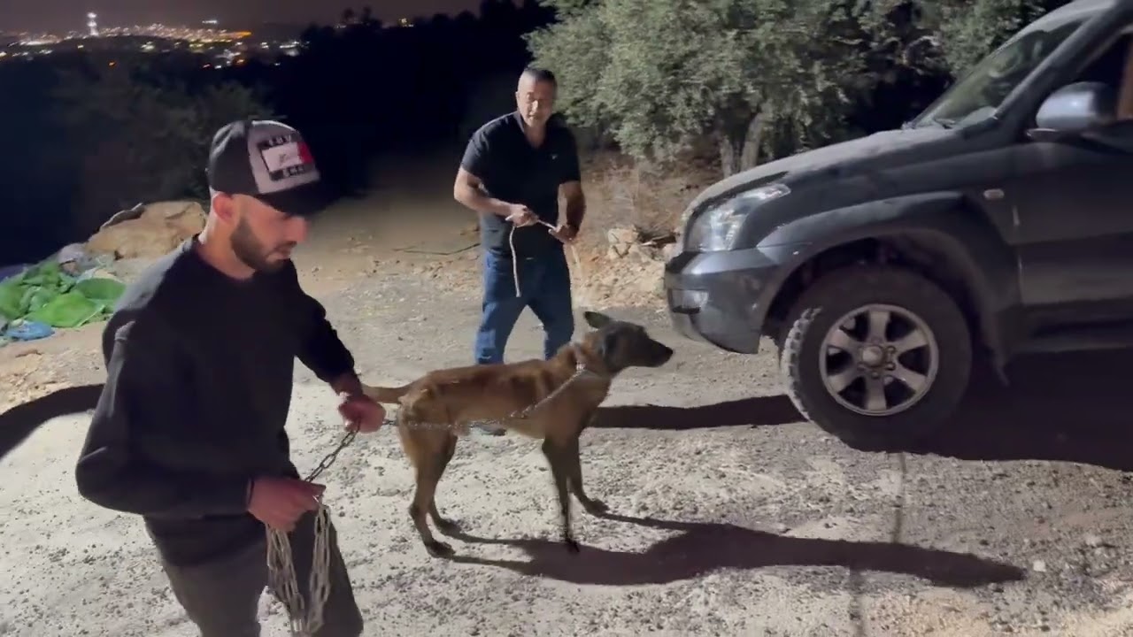 كلب شرس من نوع مالينوا بلجيكي قرر صاحبه الاستغناء عنه مع جمال العمواسي