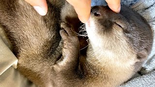 How an otter who hated people came to live with people [Otter life Day 470]