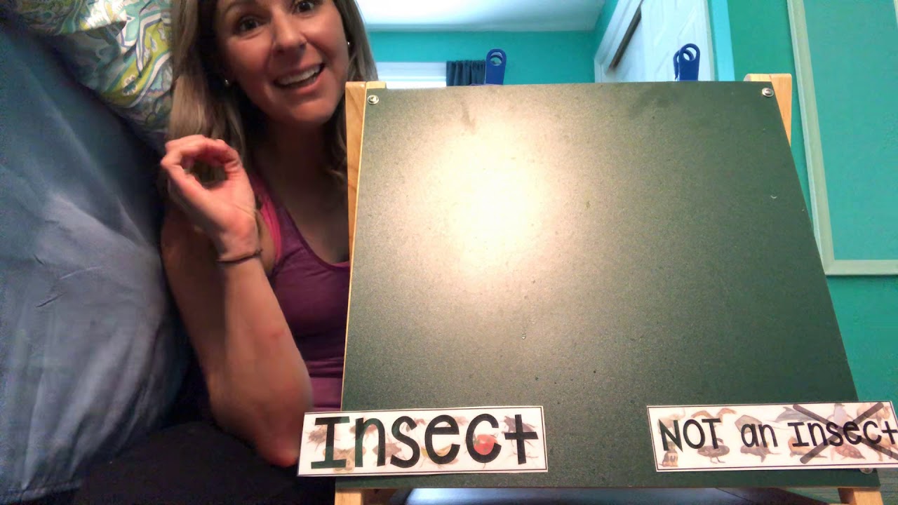 Insect or not an insect sort - YouTube