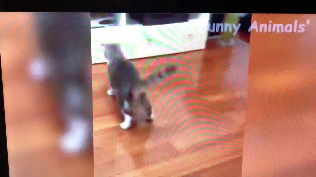 Nervous cat YouTube