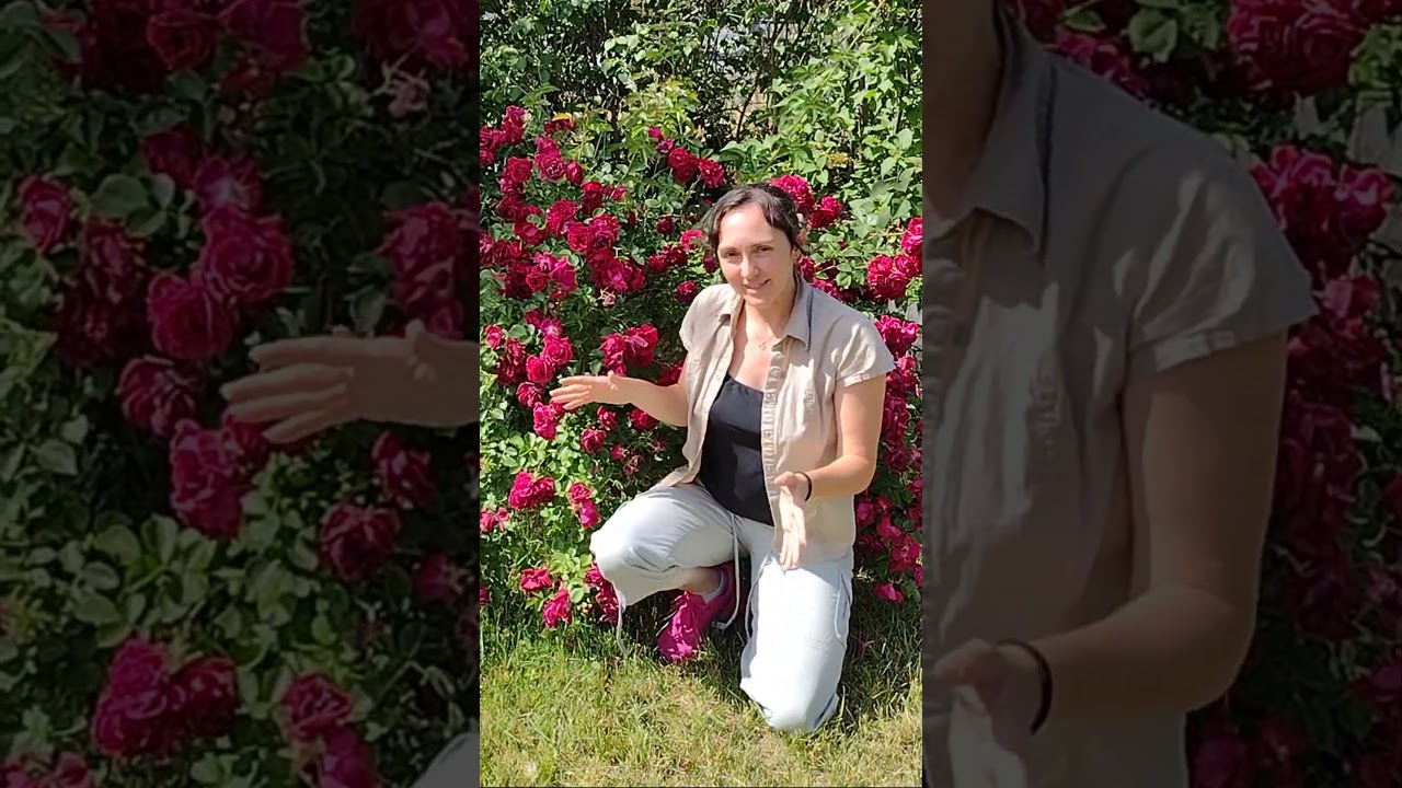 Dr Huey Rose - Red Roses everywhere!