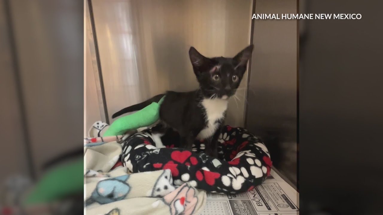 Kitten gets medical care after being found in critical condition in