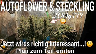 "Never ending Grow" AUTOFLOWER XXL - Teil-Ernte-Plan - neue Pflanze - Mars Hydro FC1500-EVO Grow Set