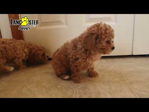 Sweet Bichon Frise