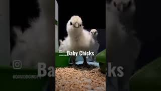 Baby Chicks - Happy Easter!