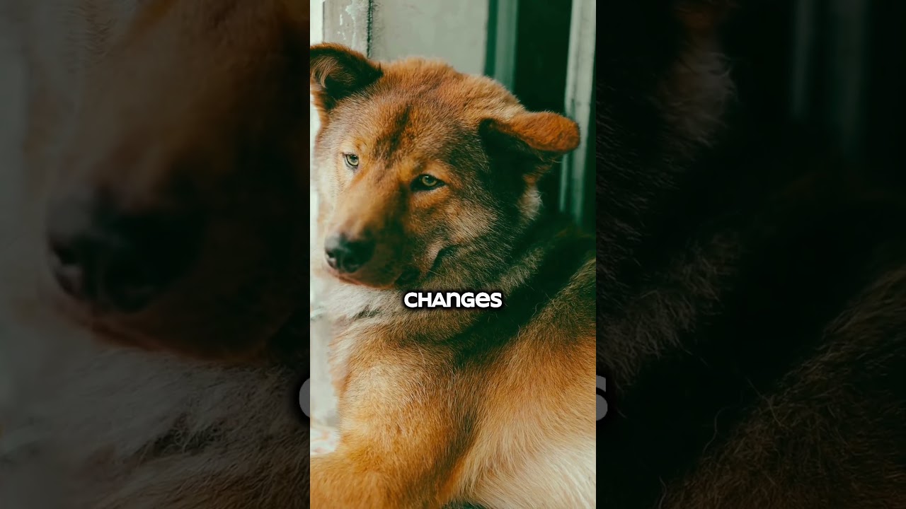 Senior Dog Takes a Long Time to Sit? Don’t Force It