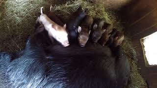 Erlebnisbauernhof Grödig Minischweinnachwuchs 2018