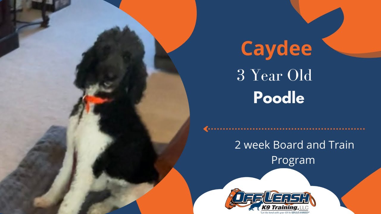 St. Louis Dog Trainers - 3 Year Old Poodle