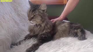 Maine Coon Cat Onlinetheplanet Animals Videos Compilation 2019 by ONLINE THEPLANET 199 views 5 years ago 14 minutes, 47 seconds