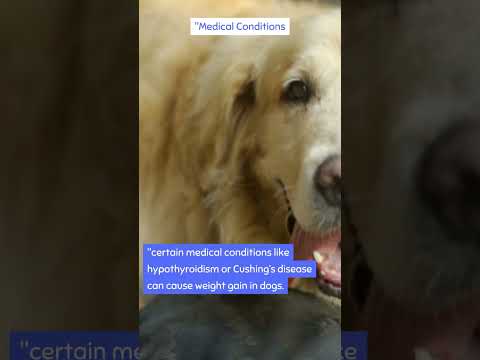 فيديو: أمراض الكلاب الدرقية