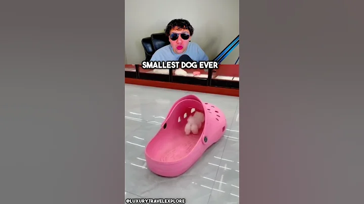 Smallest Dog Ever? #shorts - DayDayNews