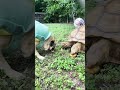 #otis #turtle #cat #tortoise #petlover #pug #viral #viralshorts #cute