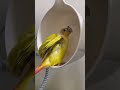 Challenger Parrot Claw EP.4 Full Ver. — What are you doing in there?! Emergency protocol activated!