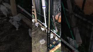 Light Brahma chicks 🐥 are growing - 5 weeks old