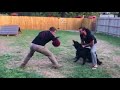 Dog Trainer in College Station, TX - K9 Sensei Dog Training Dog Trainer in College Station, TX - K9 Sensei Dog Training