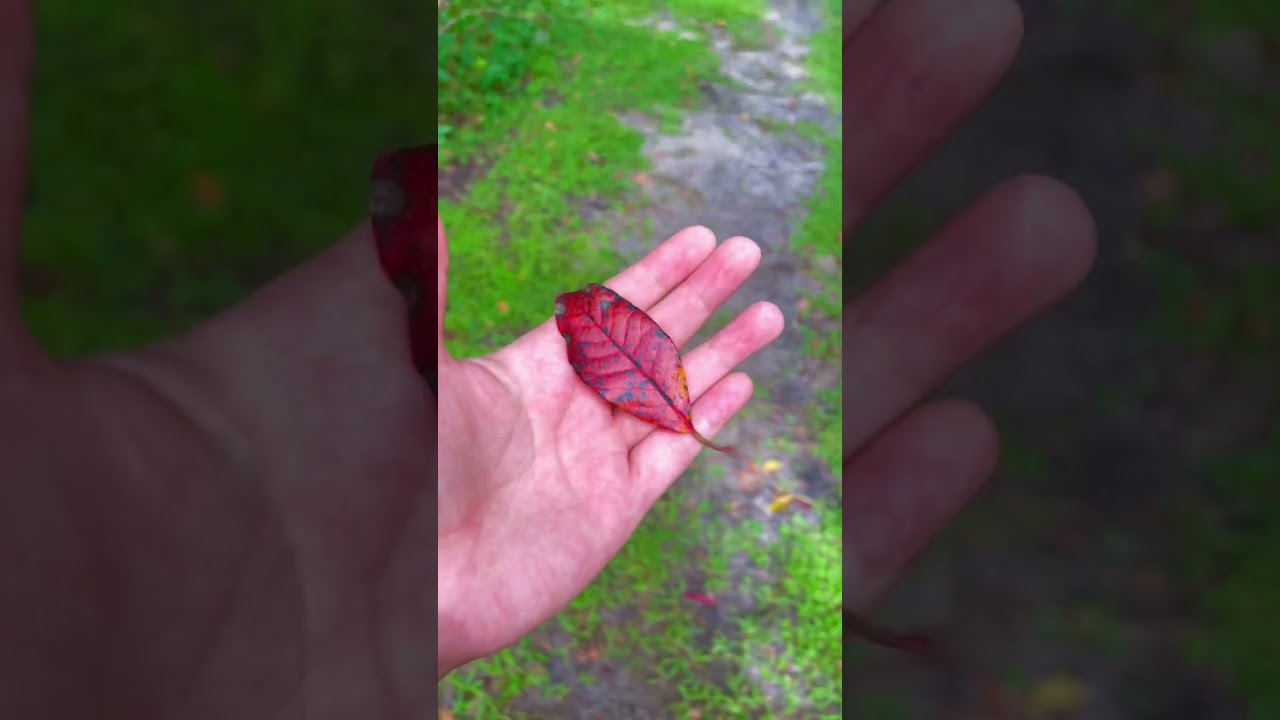 Nature Walk Sensory Play