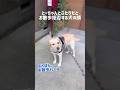 とーちゃんとふたりだとお散歩を拒否する犬の顔★#shorts #labradorretriever #ラブラドールレトリバー #可愛い #癒し #ぼんちゃん #大型犬 #お散歩