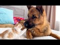 Adorable German Shepherd Loves Tiny Kitten