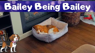 Beagle All Cozy By The Fire - Bailey Being Bailey by Bailey The Beagle 229 views 1 year ago 6 minutes, 12 seconds