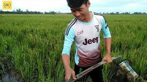 Đặt Lợp Ếch Tình Hình Này Chắc Đổi Nghề Quá || catch frog viet Nam || Học vlog