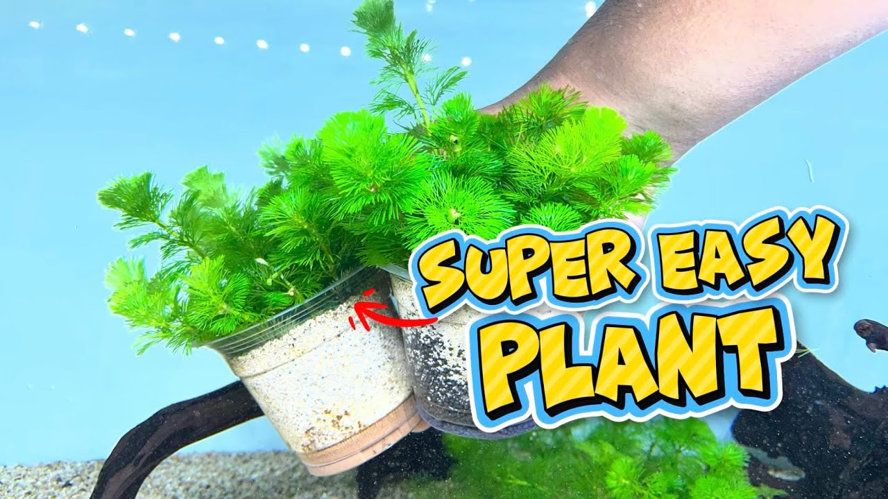 This Plant is Perfect for Beginners | Cabomba Aquascape