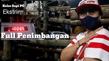 FULL....PENIMBANGAN KONTES APPSI JEMBER KELAS PO EKSTRIM. #KontesAPPSIJember