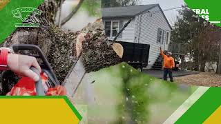 Rodriguez Tree Services