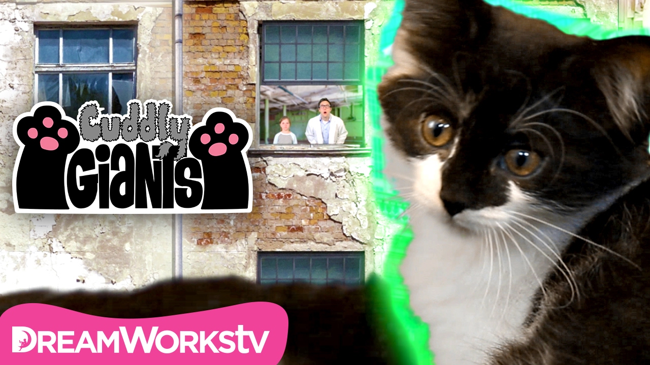 cute cats for sale Apocalypse Meow! | CUDDLY GIANTS