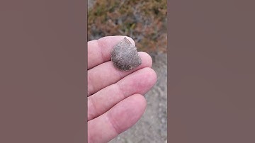 #brachiopod #fossil #michigan #alpena #rockhounding #fossilhunting #adventure #devonian #bivalve