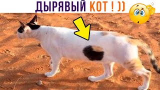 ДЫРЯВЫЙ КОТ! (чего)))) Приколы с котами | Мемозг 1290