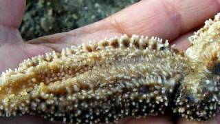 Butterfly Seastar With Only Two Arms