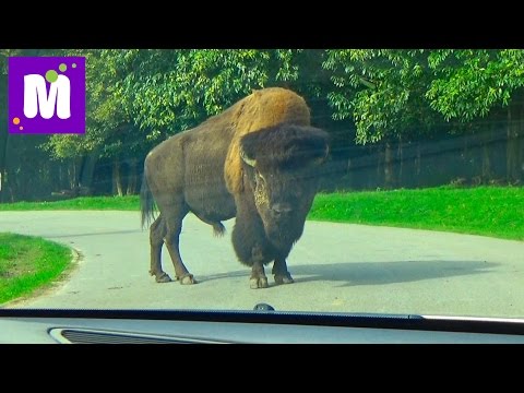 Париж День 6 идём в зоопарк Динозур Thory сафари на машине