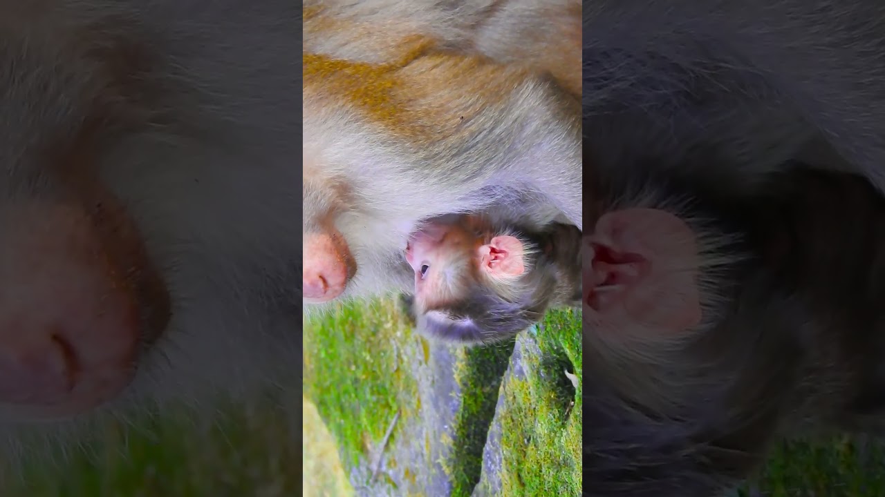 Baby Monkey at Angkor Temple Cute Video