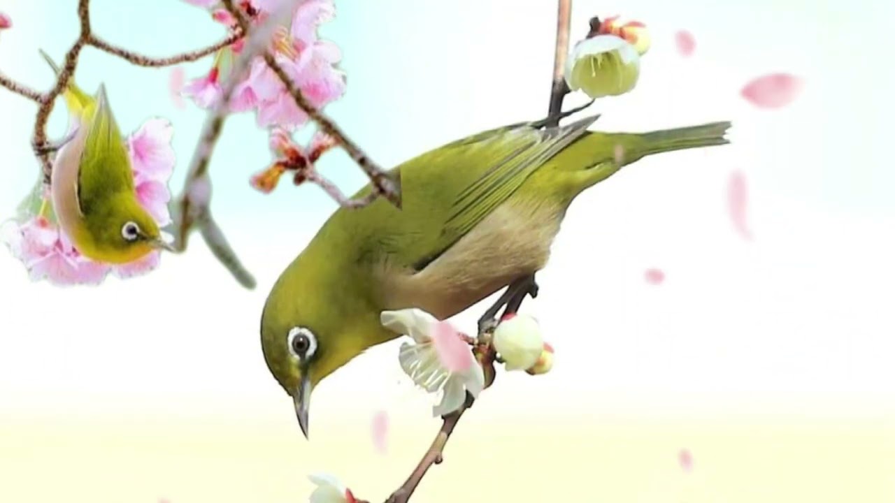 Khuyên mái già kích bổi nhanh líu ! Kích là líu 