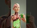What Happens When You Drink Mint Juice | Bubbly Science