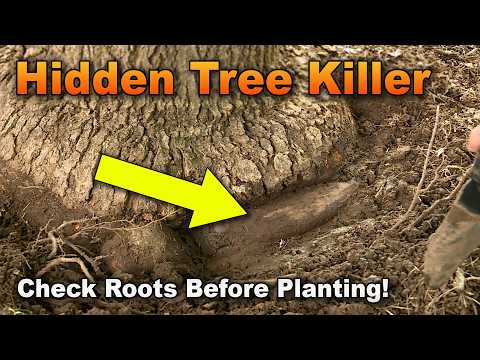 Circling Roots Become Girdling Roots