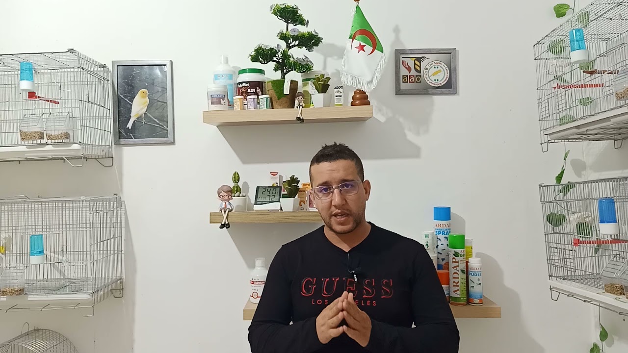 الطريقة الصحيحة في التعامل مع العصافير في فصل الصيف