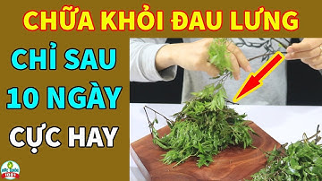 Chỉ 1 Lần Dùng Cây Đinh Lăng Thế Này Bệnh Đau Lưng Nặng Cỡ Nào Cũng Khỏi Hẳn Không Tái Phát