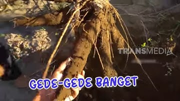Olahan Singkong Ala Emak Enah  | ENAH BIKIN ENAK (20/10/22)