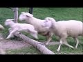 10 Hours Ultimate Sleep Sheep Video Sheep Sound Only 1080HD SlowTV 10 Hours Ultimate Sleep Sheep Video Sheep Sound Only 1080HD SlowTV