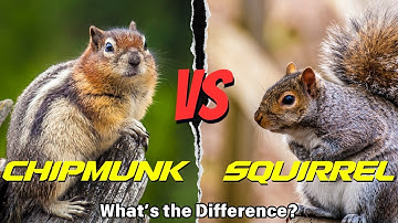 Chipmunk vs. Squirrel: What’s the Difference? 🐿️