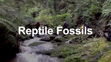 Reptile Fossils from an Unexplored Valley