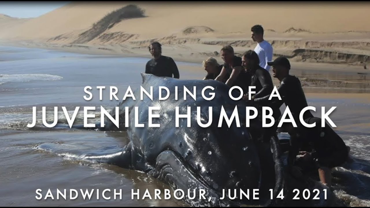 Saving Baby Humpback Whale