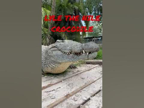 FEEDING LYLE THE NILE CROCODILE! - YouTube